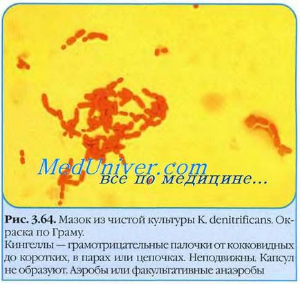 Infecții ale rănilor