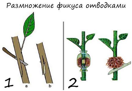 Reproducerea ficusului