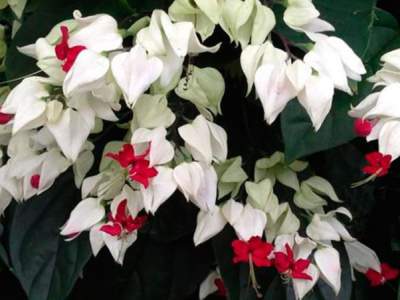 Reproducere de clerodendrum, butași