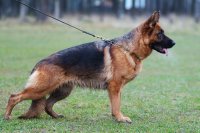 German Shepherd Breeding