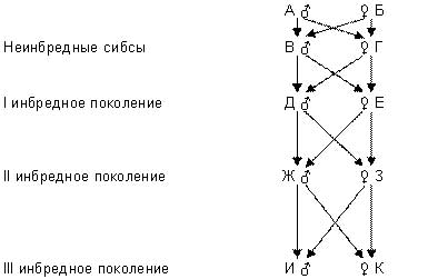 Розведення по лініях