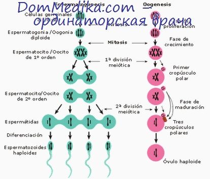 Reglarea spermatogenezei