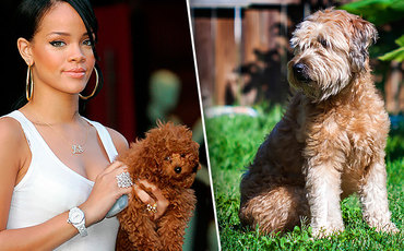 Ріанна і Кейт мосс зірки, для яких вивели - дизайнерські - породи собак, журнал cosmopolitan