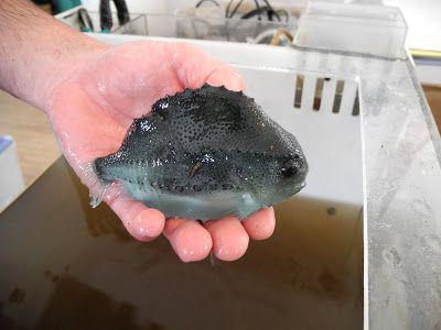 Hal lumpsucker és jellemzői (hal) Fish Lumpfish és jellemzői