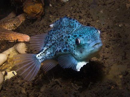 Fish Lumpfish és jellemzői