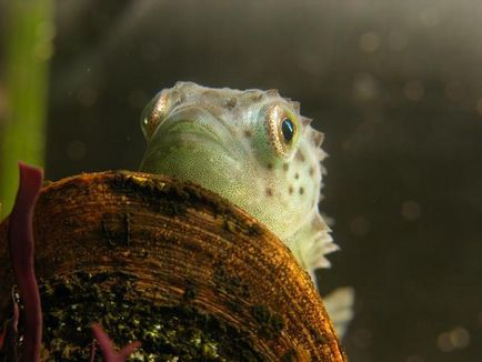 Fish Pinagoras și caracteristicile sale