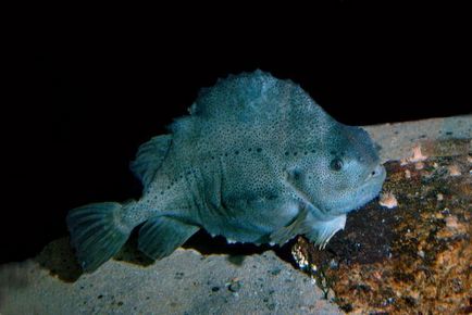 Fish Lumpfish és jellemzői