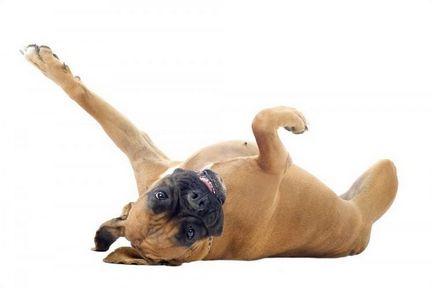 Cele mai populare rase de câini din SUA 2012