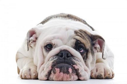 Cele mai populare rase de câini din SUA 2012