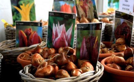 Ültetés tulipán vagy jácint a Greenmarket