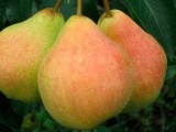 Саджанці груші - плодорозсадник садівник 64 - саджанці плодових і декоративних дерев і чагарників