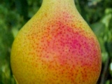 Саджанці груші - плодорозсадник садівник 64 - саджанці плодових і декоративних дерев і чагарників