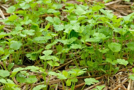 Țelină - plantare și îngrijire