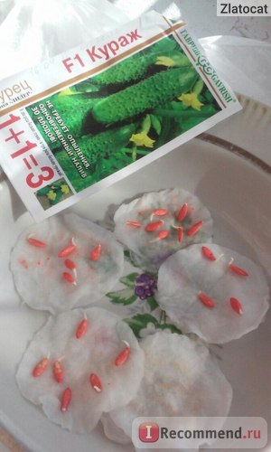 Semințe de castraveți gavrish curaj f1 - 