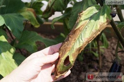 Seeds Kft nc padlizsán magokat f1 marcipán - „finom, de megköveteli a megfelelő gazdálkodási módszerek (mag) Seeds Kft nc padlizsán magokat f1 marcipán - „finom, de megköveteli a megfelelő gazdálkodási módszerek