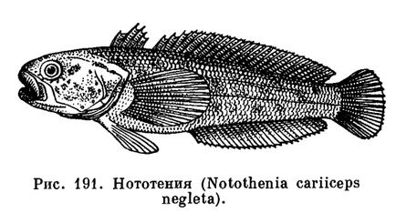 Сімейства нототенійових (nototheniidae) - це