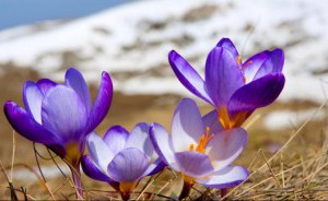Saffron hasznos tulajdonságok és hogyan