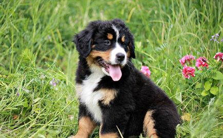 Pui de câine de munte Bernese (55 fotografii) ce fel de cioban de antrenament, descriere, video