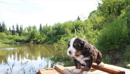 Pui de câine de munte Bernese (55 fotografii) ce fel de cioban de antrenament, descriere, video