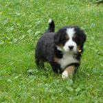 Pui de câine de munte Bernese (55 fotografii) ce fel de cioban de antrenament, descriere, video