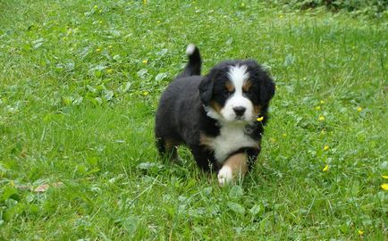 Pui de câine de munte Bernese (55 fotografii) ce fel de cioban de antrenament, descriere, video