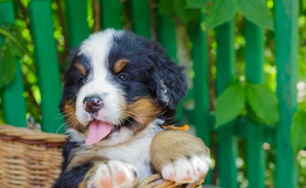 Pui de câine de munte Bernese (55 fotografii) ce fel de cioban de antrenament, descriere, video