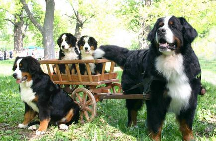 Pui de câine de munte Bernese (55 fotografii) ce fel de cioban de antrenament, descriere, video