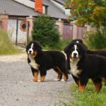 Pui de câine de munte Bernese (55 fotografii) ce fel de cioban de antrenament, descriere, video