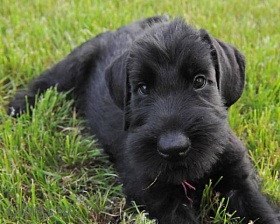 Risenschnauzer puppies