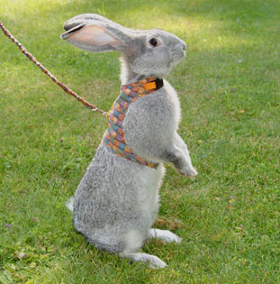 Шлейка для декоративного кролика - утримання декоративних кроликів - декоративні кролики - статті