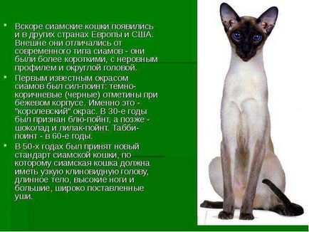 Сіамські кішки - презентація до уроку навколишній світ