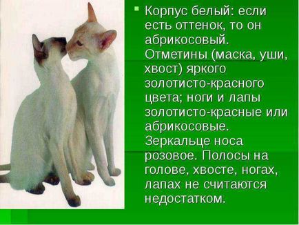 Сіамські кішки - презентація до уроку навколишній світ