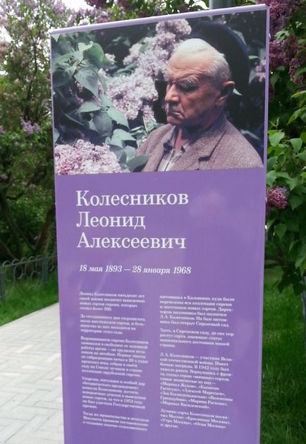 Grădina de liliac din Moscova - adresa, cum să obțineți - forum de moscow