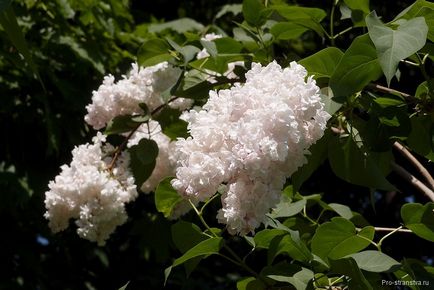 Lilac grădină din Moscova pe autostrada de flori Szczelkowski de liliac