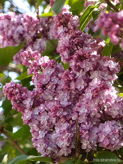 Lilac grădină din Moscova pe autostrada de flori Szczelkowski de liliac