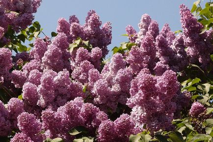 Lilac grădină din Moscova pe autostrada de flori Szczelkowski de liliac