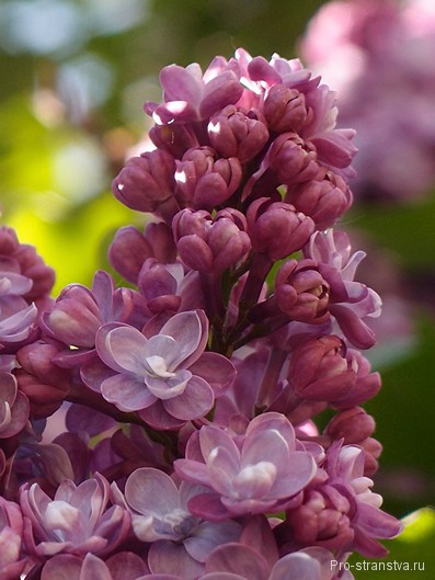 Lilac grădină din Moscova pe autostrada de flori Szczelkowski de liliac