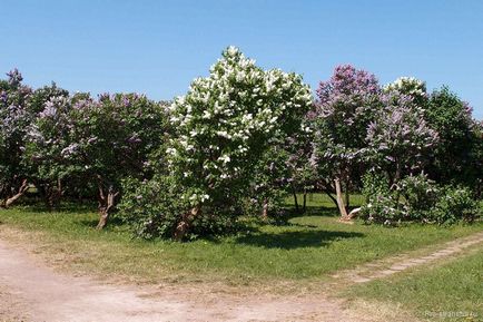 Lilac grădină din Moscova pe autostrada de flori Szczelkowski de liliac