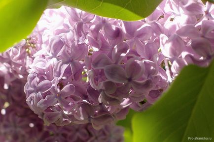 Lilac grădină din Moscova pe autostrada de flori Szczelkowski de liliac