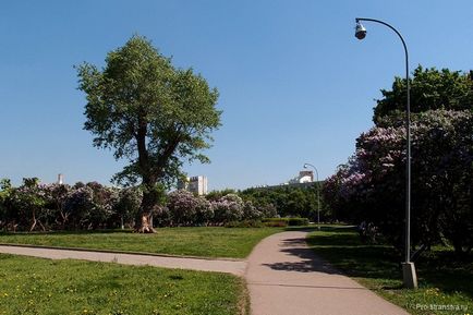 Lilac grădină din Moscova pe autostrada de flori Szczelkowski de liliac