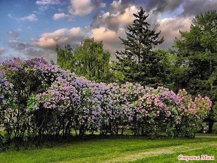 Grădina de liliac din Moscova - moscow ghid oraș - mama țării