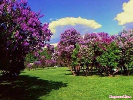 Lilac Garden Moszkva - Moszkva City Guide - Home Moms