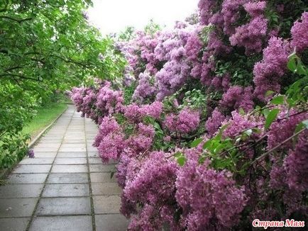Grădina de liliac din Moscova - moscow ghid oraș - mama țării