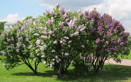 Lilac описание, състав, употреба полезност и терапевтични свойства, противопоказания