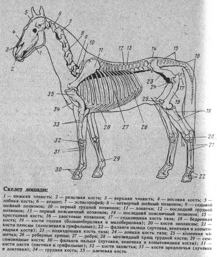 скелет коня