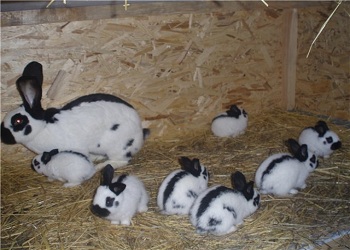 Скільки триває вагітність у кроликів