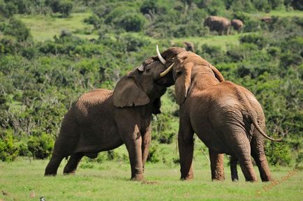Cât costă elefantul să cântărească fapte interesante