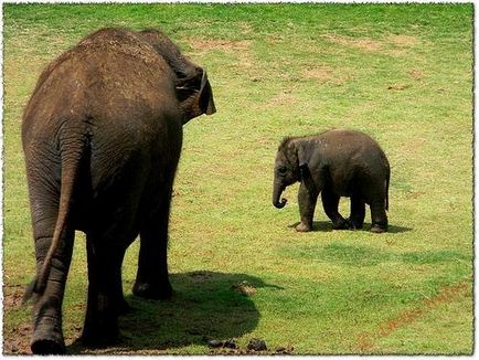 Cât costă elefantul să cântărească fapte interesante