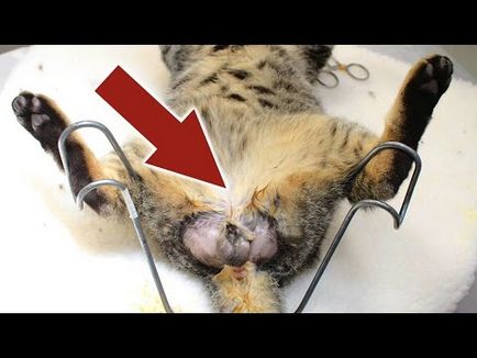 Câte pisici britanice trăiesc acasă fără castrare și sterilizate