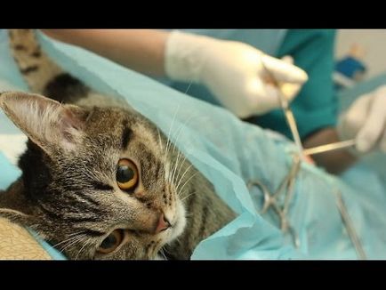 Скільки живуть британські кішки в домашніх умовах без кастрації і стерилізовані